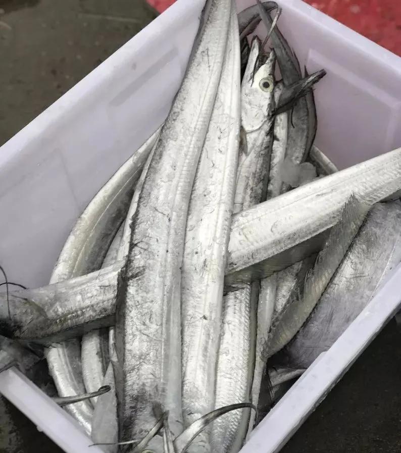 鱼类食材大全名称图片,鱼类菜谱大全100种