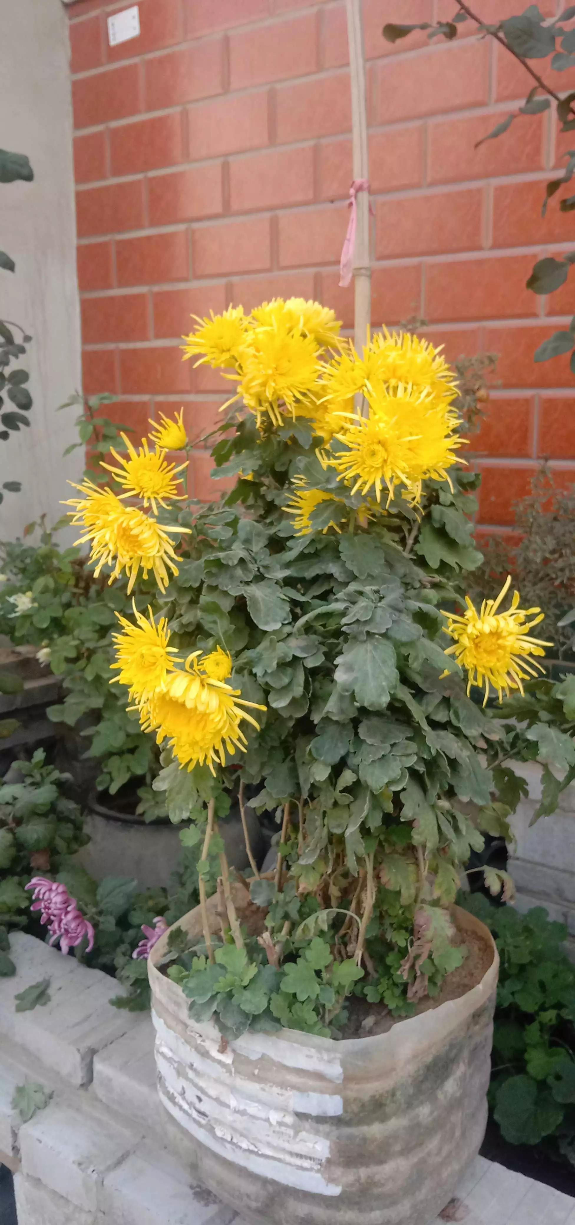 农民地里种什么赚钱收益快 (今年农民种什么最赚钱)