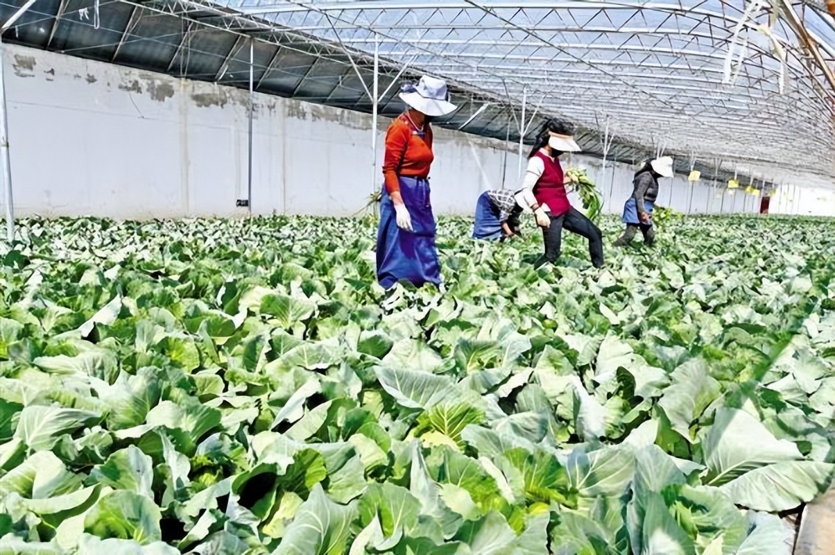 藏粮于技推动高质量科技兴农,藏粮于技强化农业科技支撑