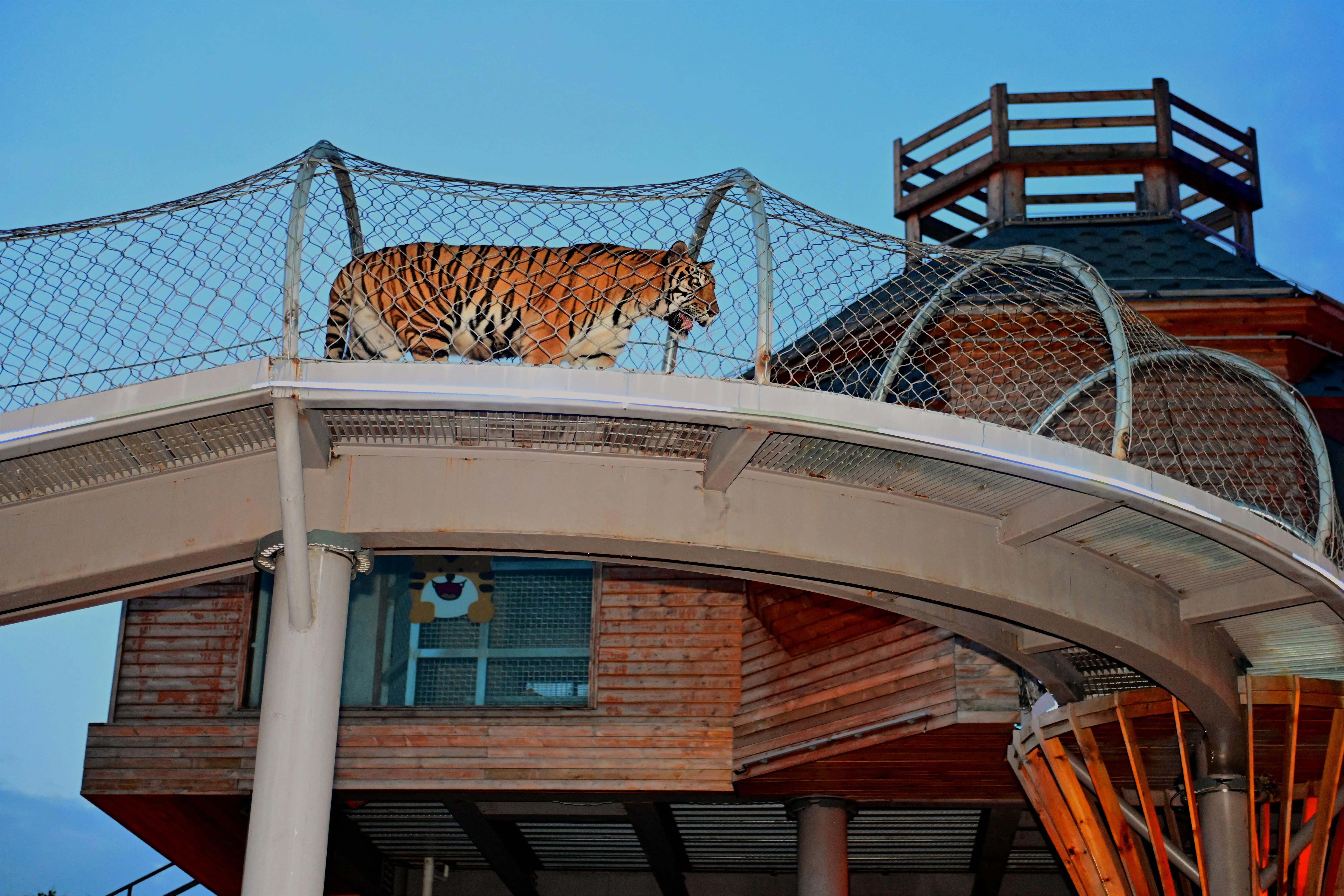 无锡动物园夜公园游玩攻略,无锡动物园攻略