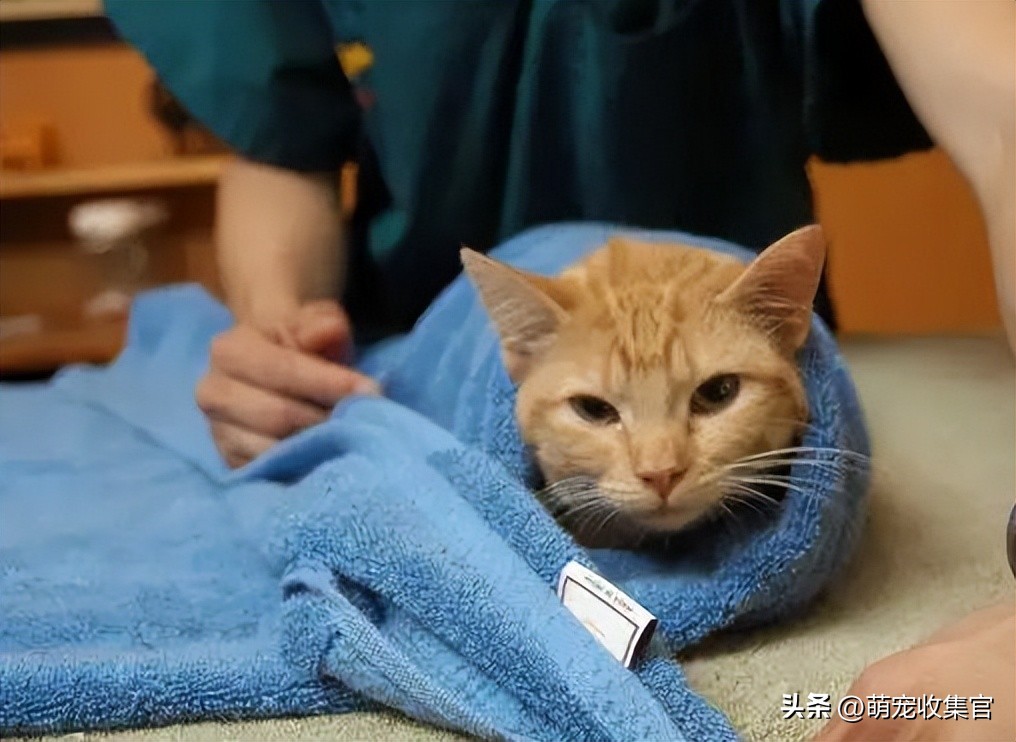 把猫咪指甲剪出血了猫咪会记仇么,猫咪要怎么剪指甲才能不剪到血线