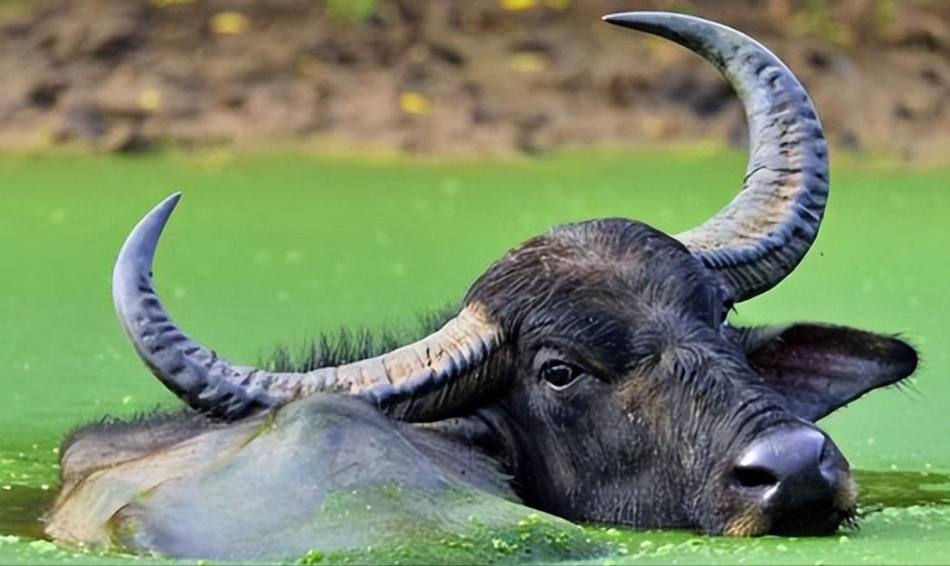 性快感的神秘面纱：除了人类，还有哪些动物能感受到？