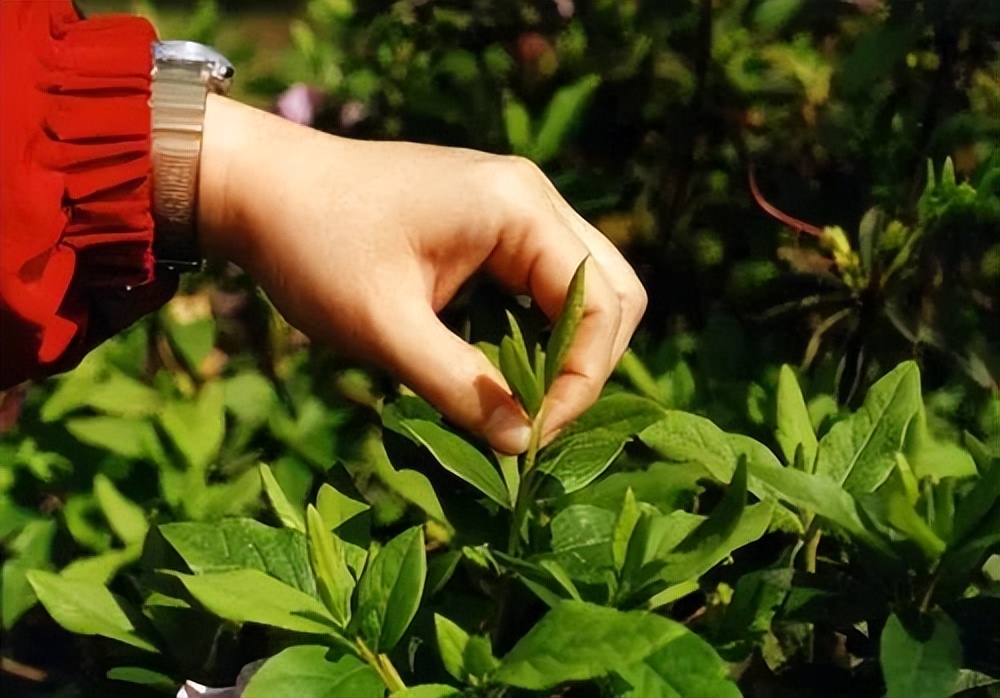 养花黄叶必须用剪刀剪吗,养花开花前怎么修剪