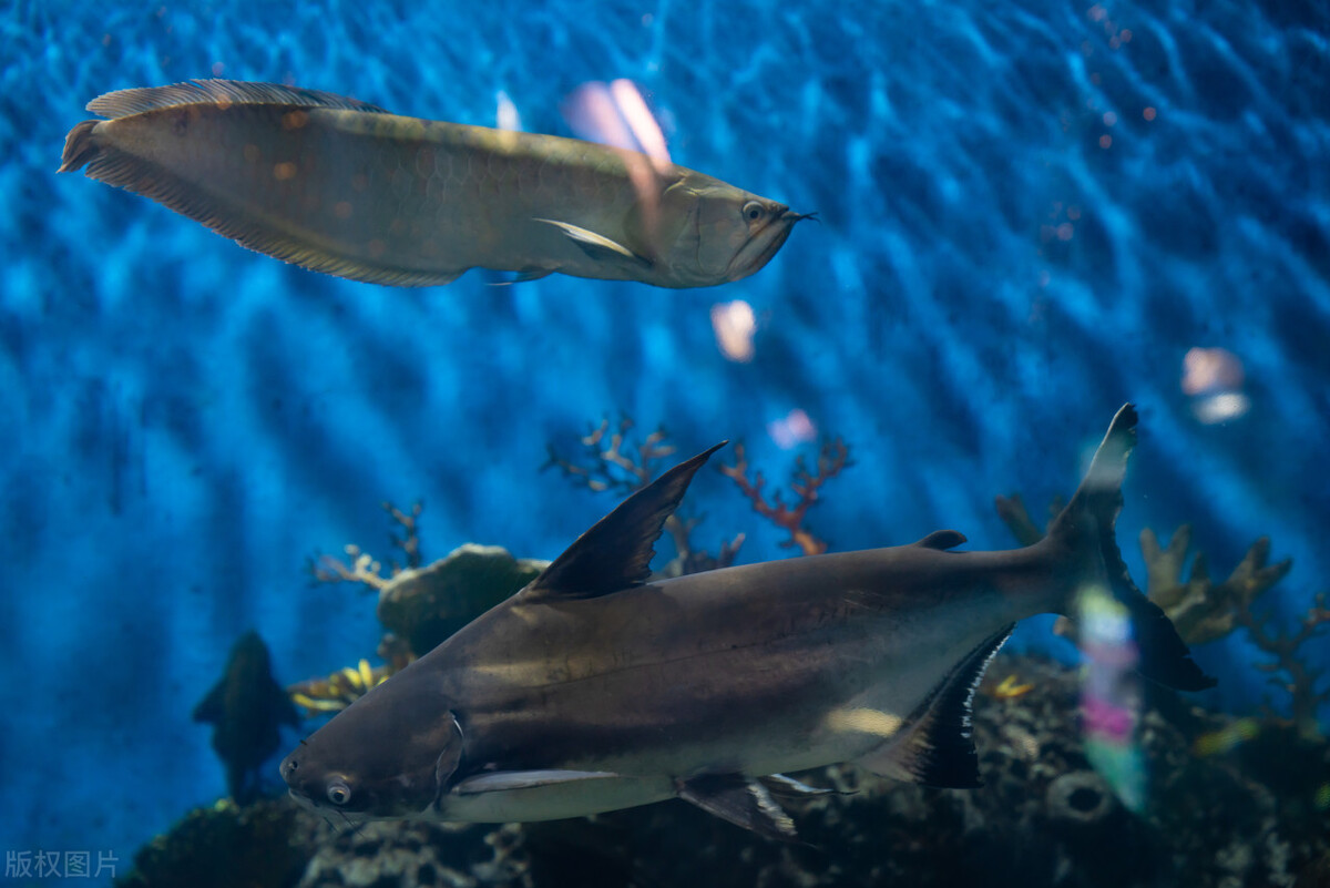 卖烧饼赚钱的地方,烧饼卖遍全国