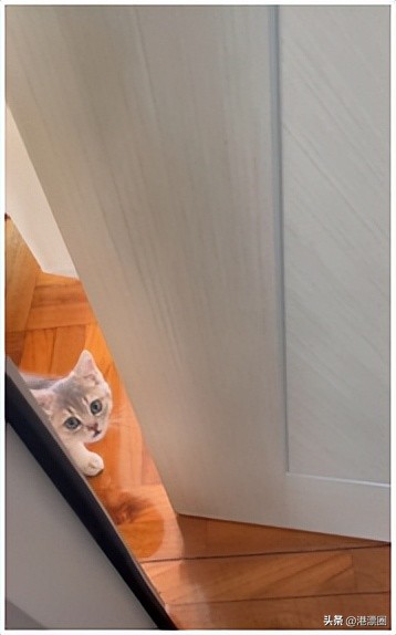 香港养猫领养,香港养猫攻略