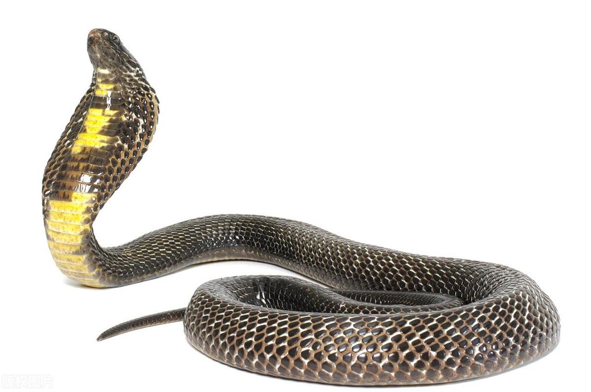 蛇进化成爬行动物,爬行动物巨蛇