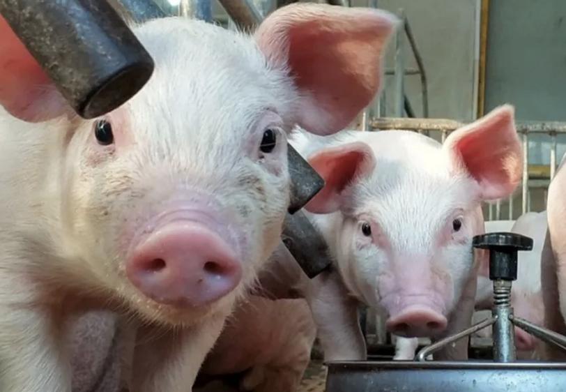 抢猪赚钱,抢猪最新视频