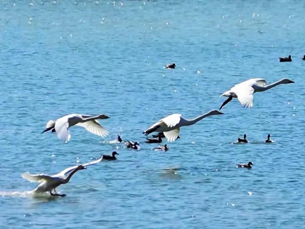 北征北纬南征南纬,北征南战全文