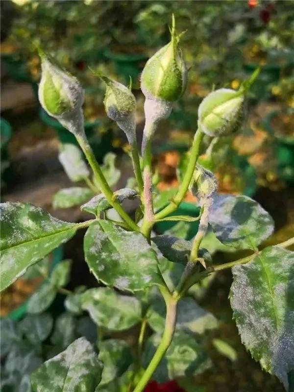 治疗白粉虫的办法,防治白垩病方法