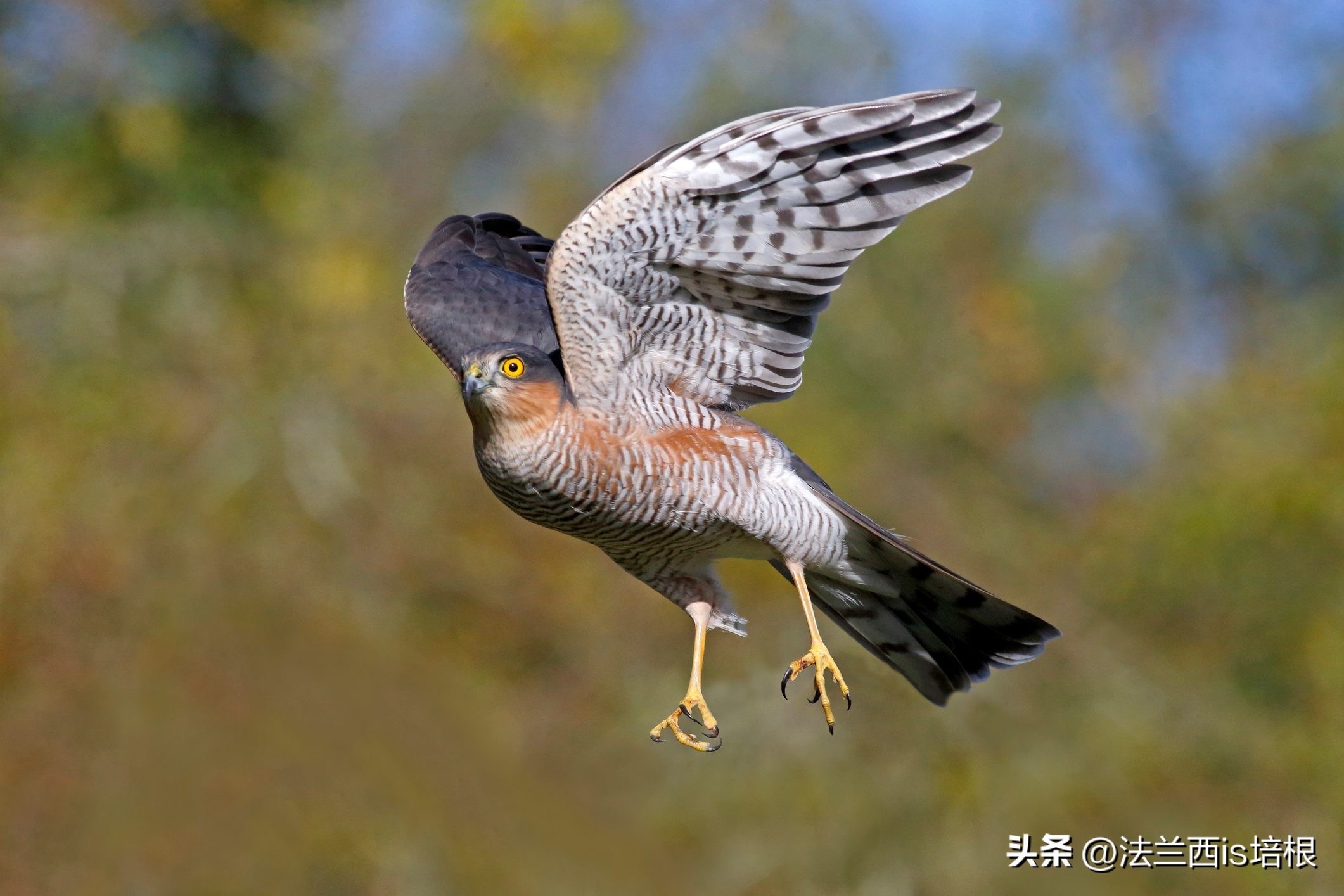 杭州农场鸡窝闯入“怪家伙”！眼神犀利长相凶猛，翻身鹞子就是它