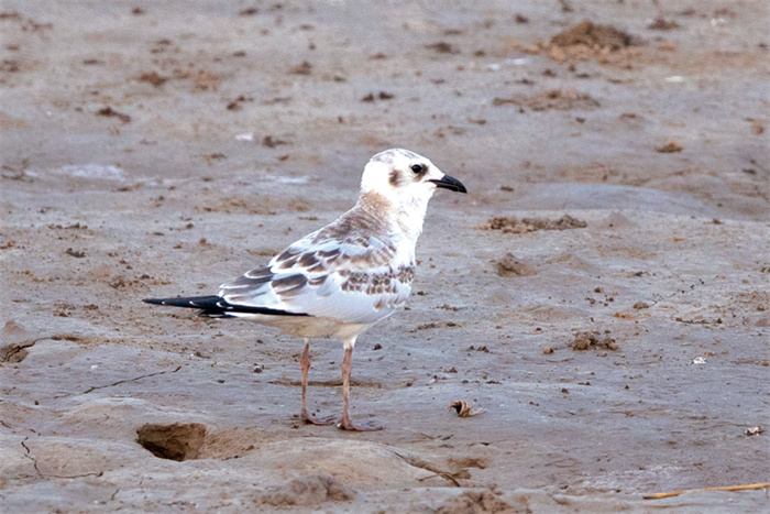 盐城黄海湿地科普故事,黄海湿地科普故事