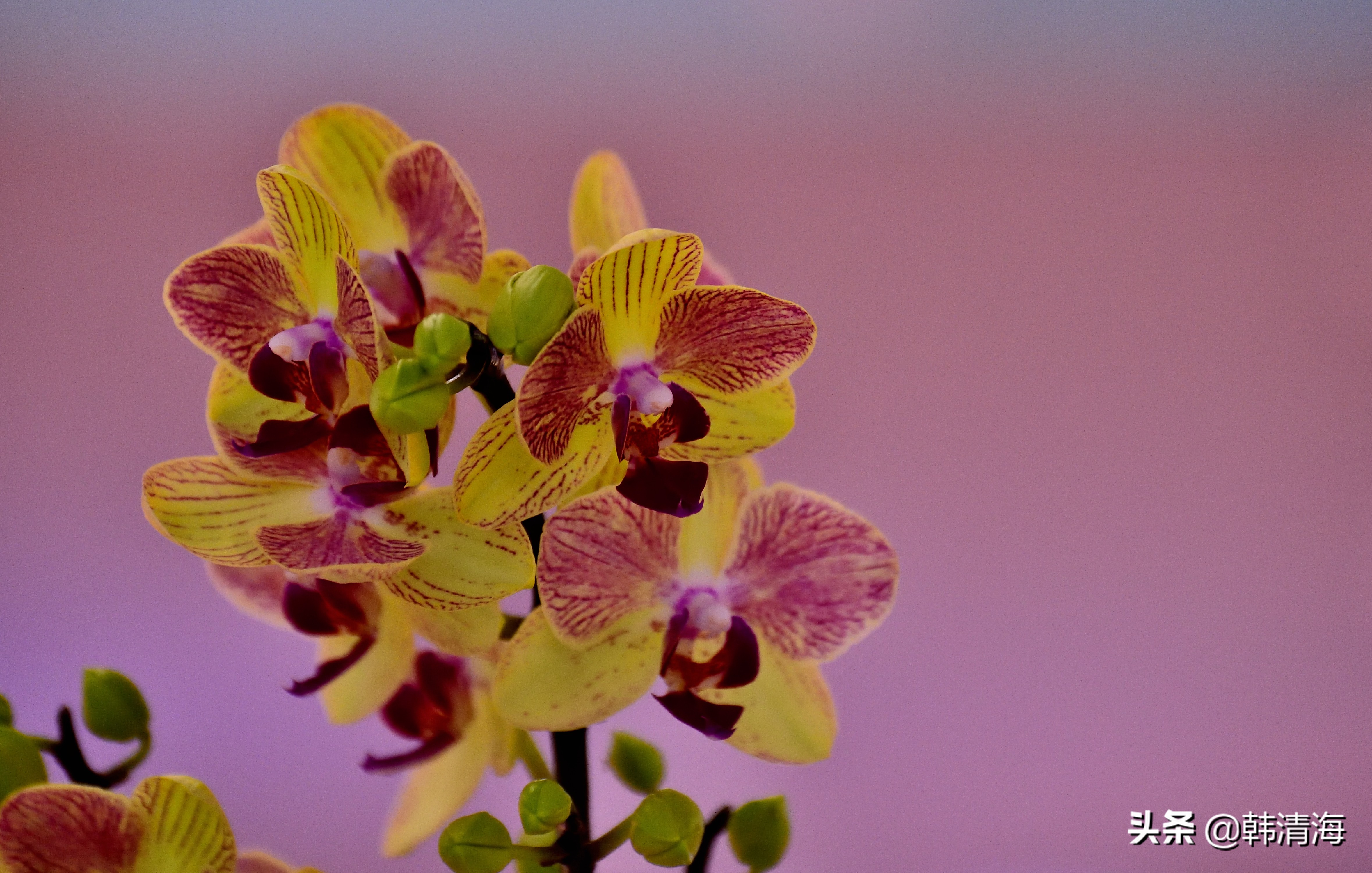 花香满屋真假自辩