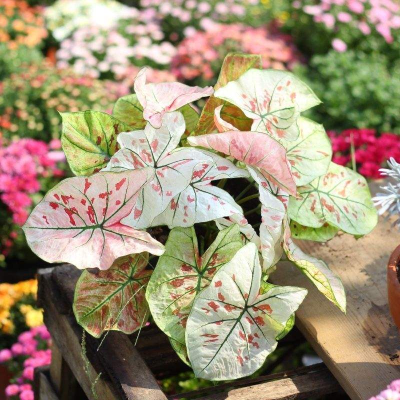 6种漂亮的富贵花好养好看还招财,可以养在家里的富贵花品种