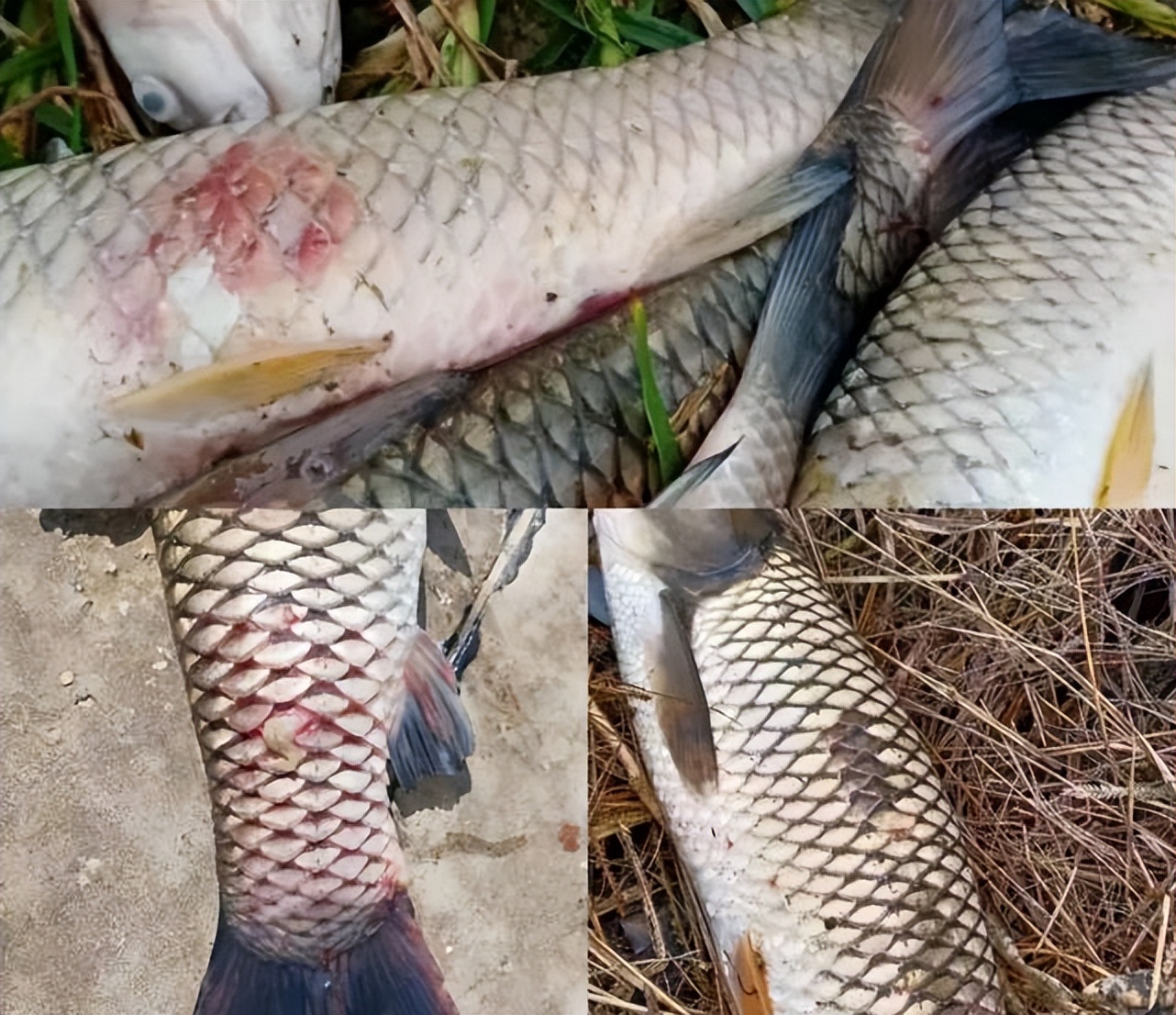 草鱼烂鳃烂身出血用什么药,草鱼烂身烂尾病用什么药治