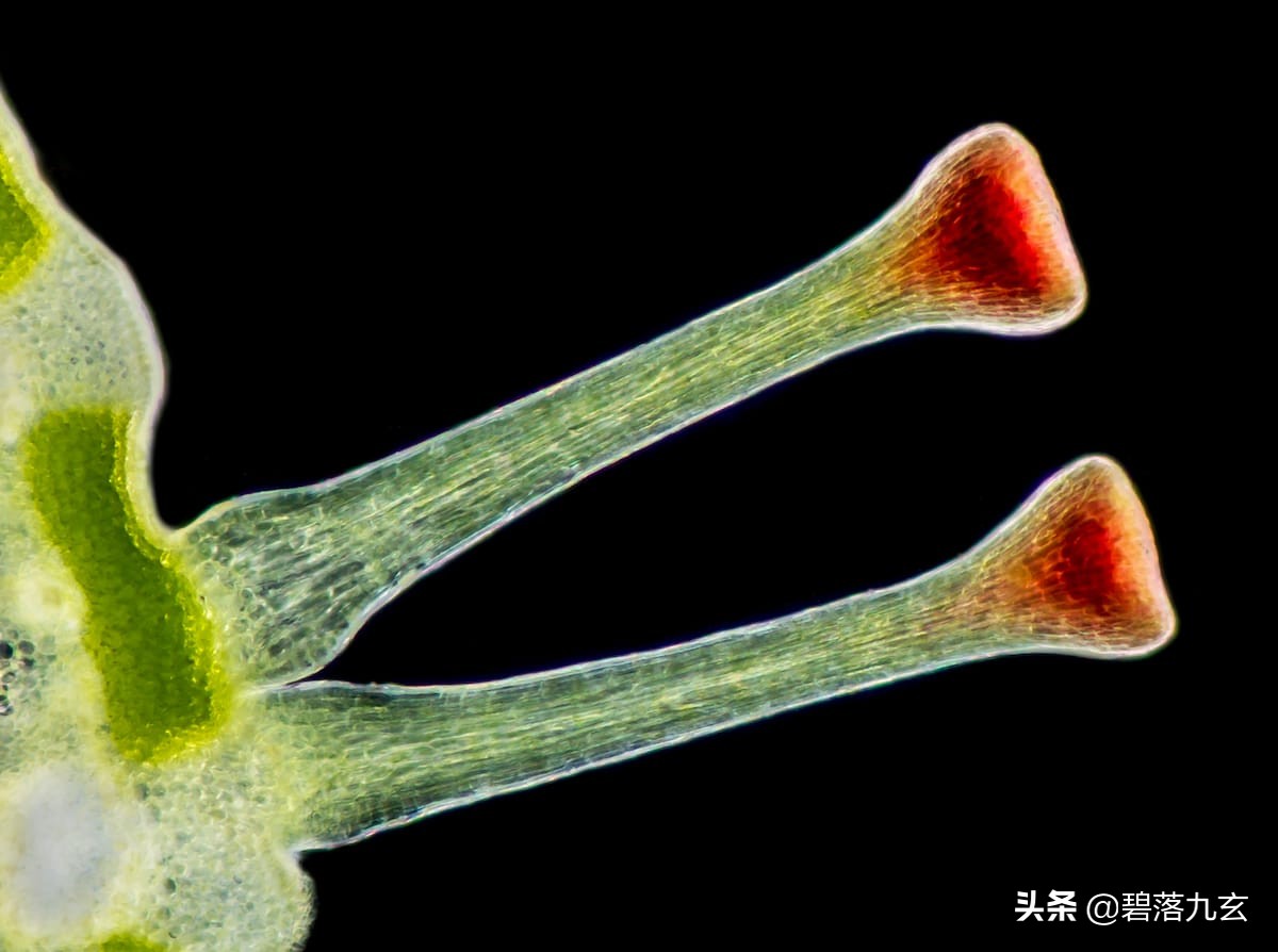 两只松鼠的爱：赢得2021年度特写摄影师挑战赛