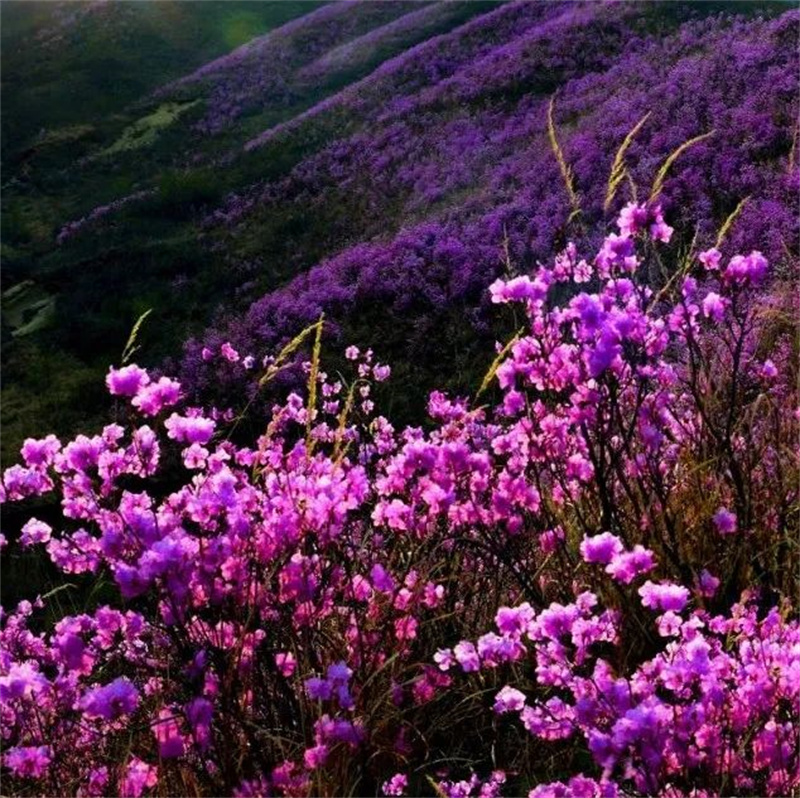 岫岩黄岭映山红景区图片,岫岩映山红演出视频