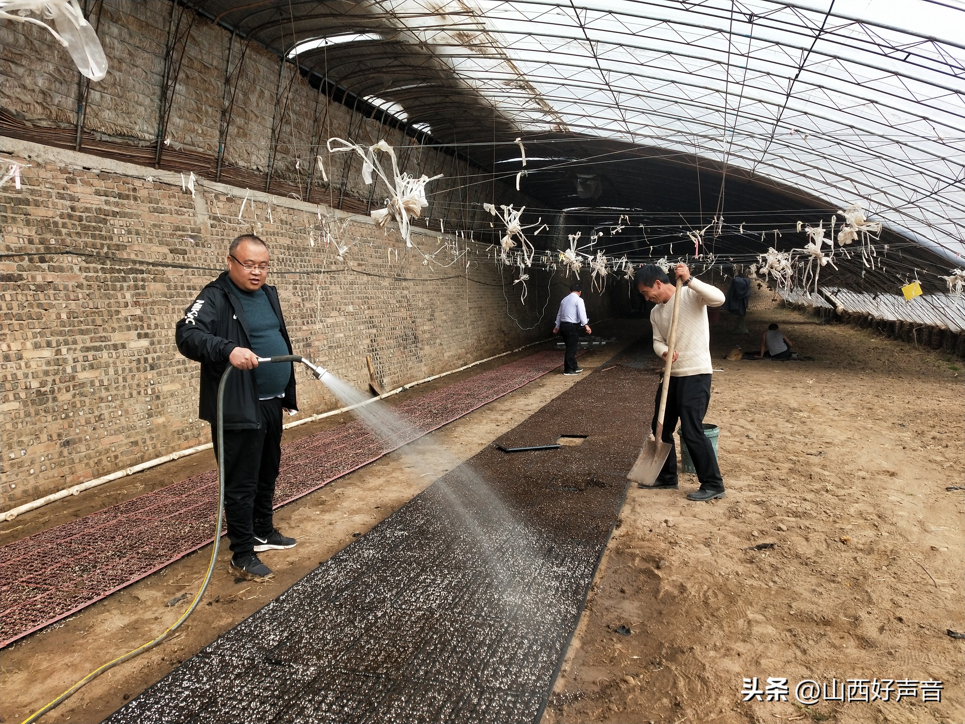 山西太行山西红柿,最好吃的农村老品种西红柿