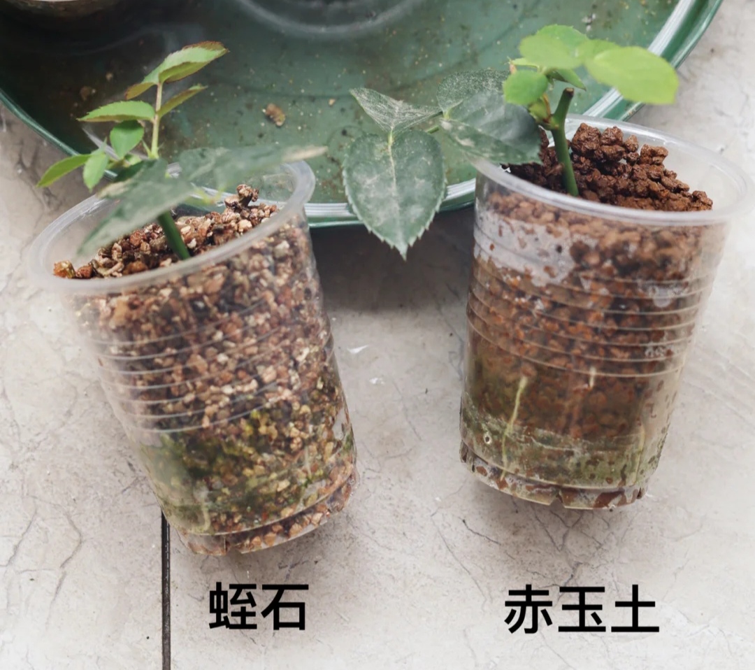 春天种的花花草草,9种花掐根枝就能活不用管就爆盆