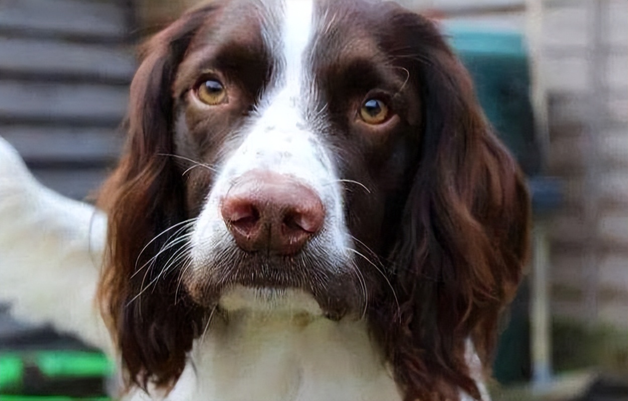 猫的胡子有多长就能钻过多大的洞,猫咪的胡子就像一把尺子可以测量
