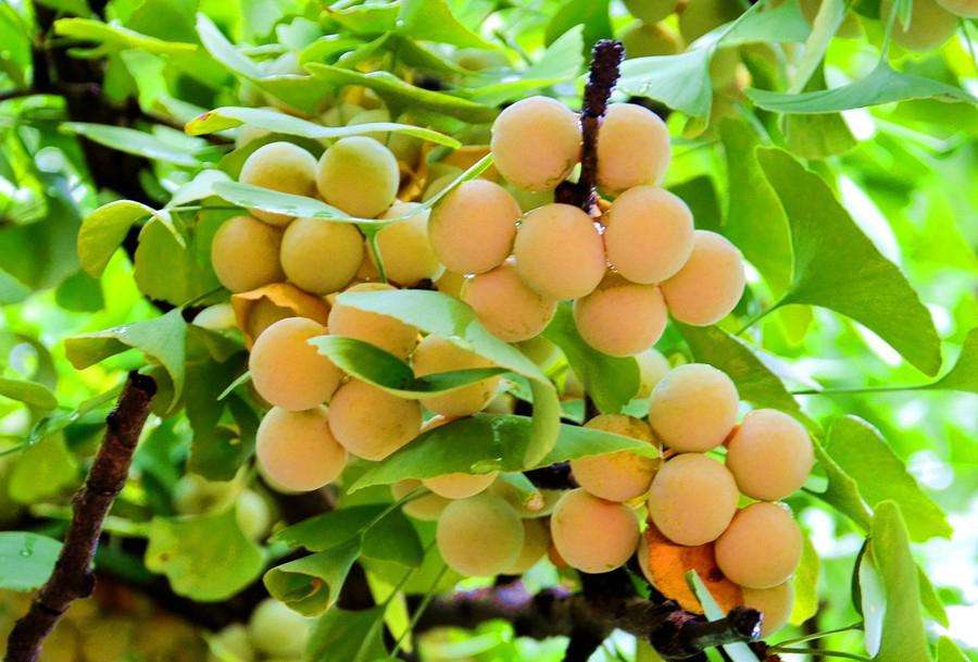 甘肃这边的水果,甘肃的水果少吗