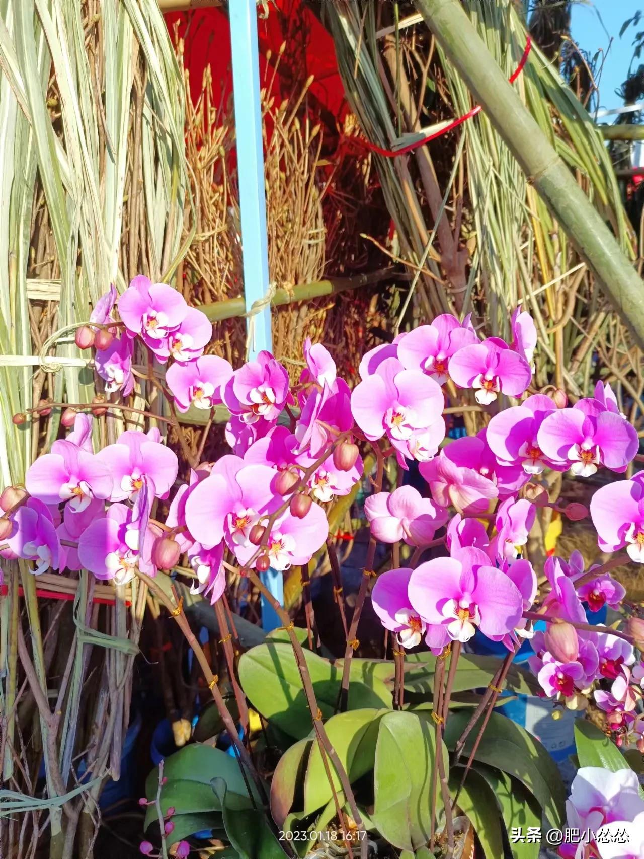 广州免费公园景点大全,广州石门公园门票价格