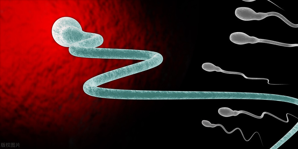 精子进入体内的24小时，都经历了什么？