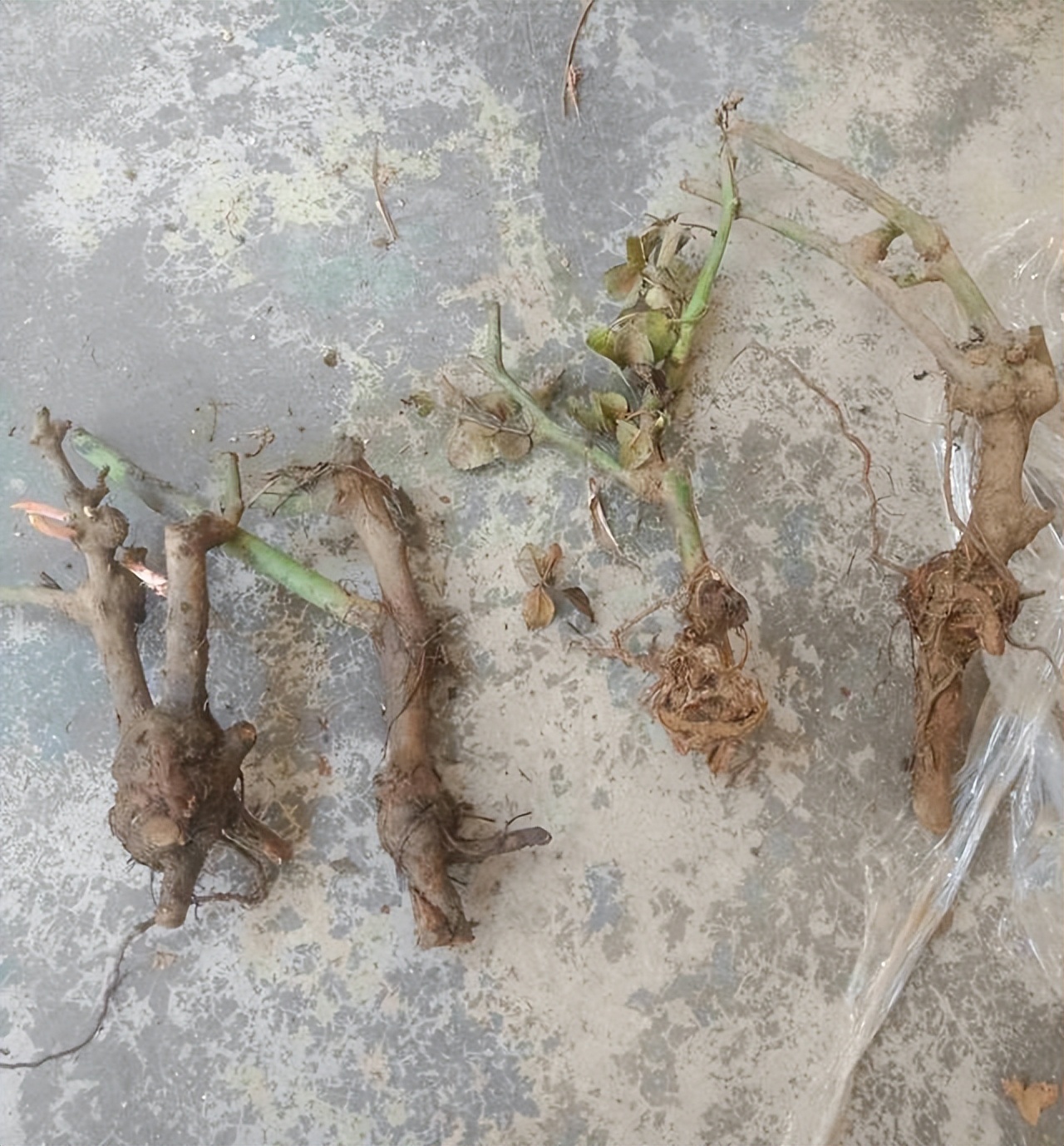 玫瑰老桩叶子掉光了怎么办,玫瑰老桩几天出叶