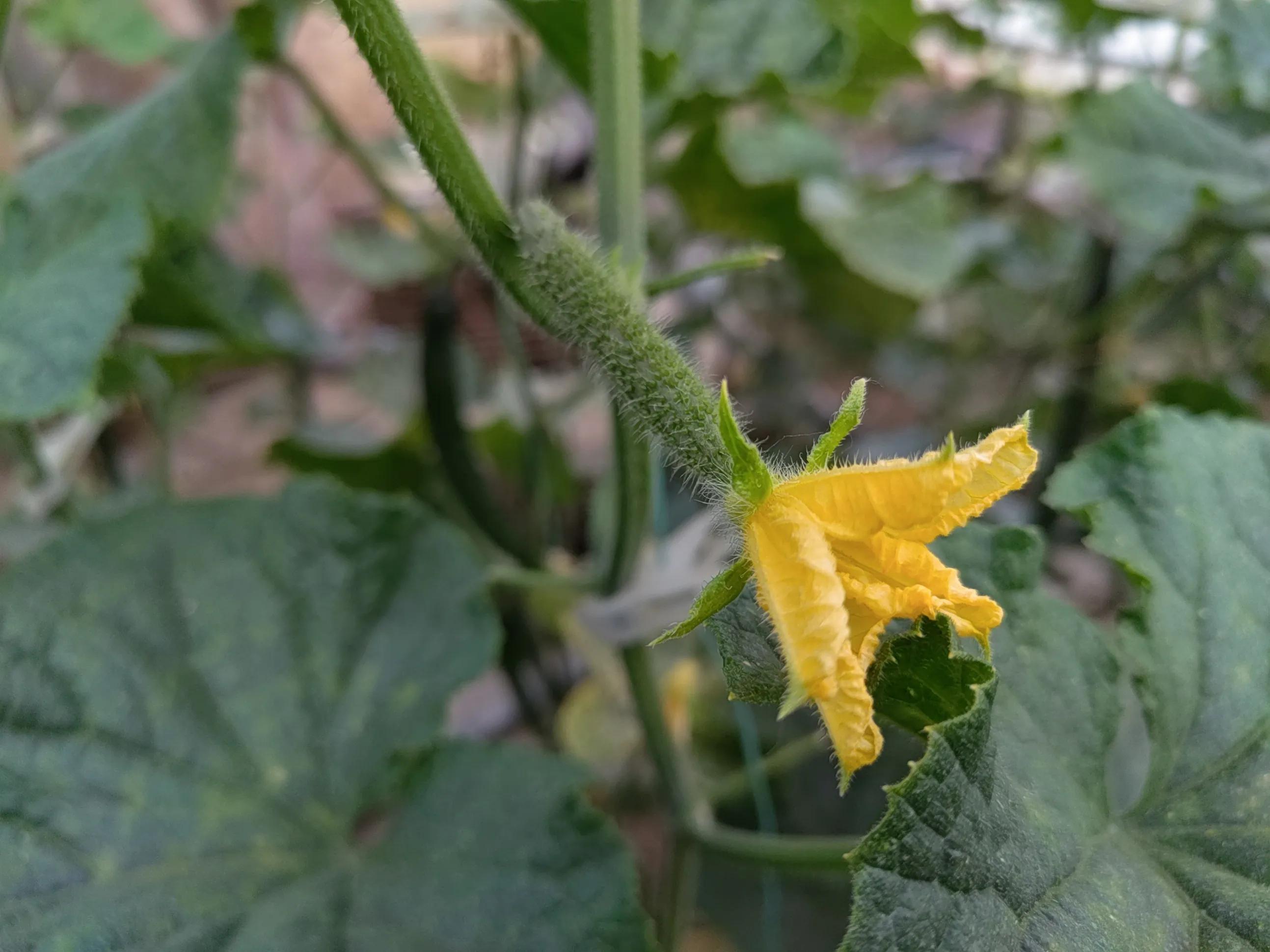 红糖酵母发酵液浇花的配制方法,红糖酵母液施用方法