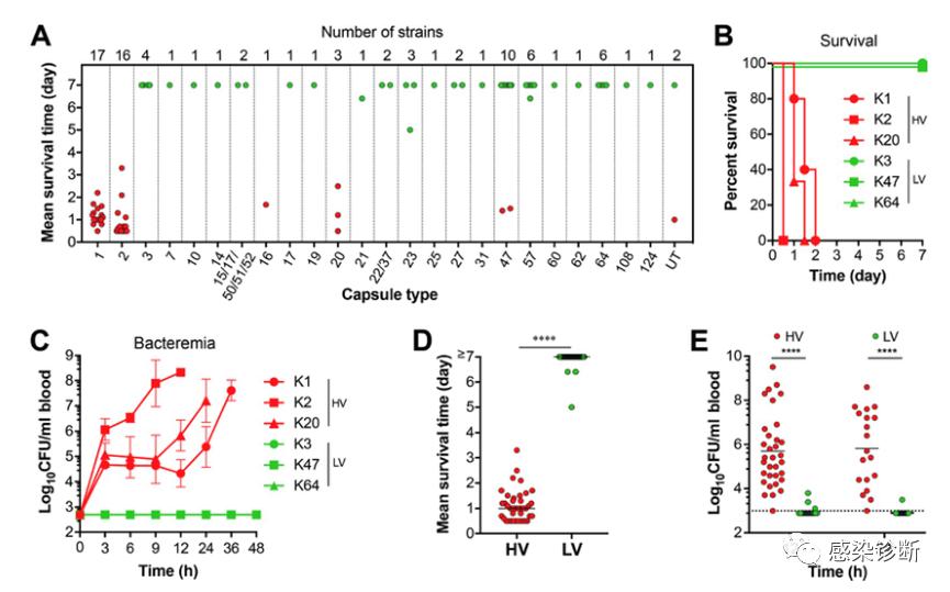 肺炎克雷伯杆菌文献汇报怎么写,肺炎克雷伯菌荚膜