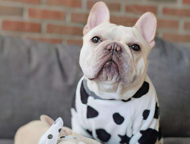 有一种狗很臭,狗狗身上很臭咋办