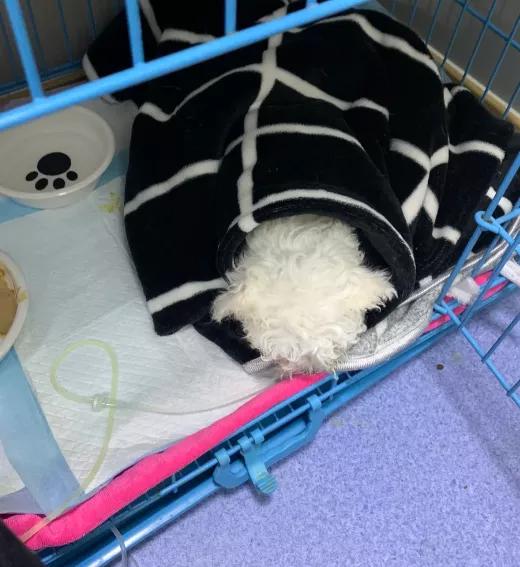 狗狗要命的病,狗狗中毒几天不死就能挺过来