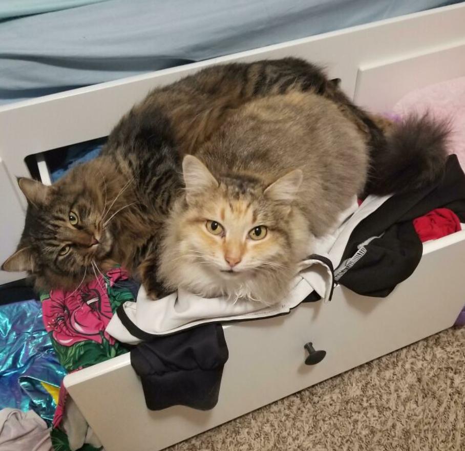 设置陷阱捕捉猫,如何设陷阱抓住猫咪