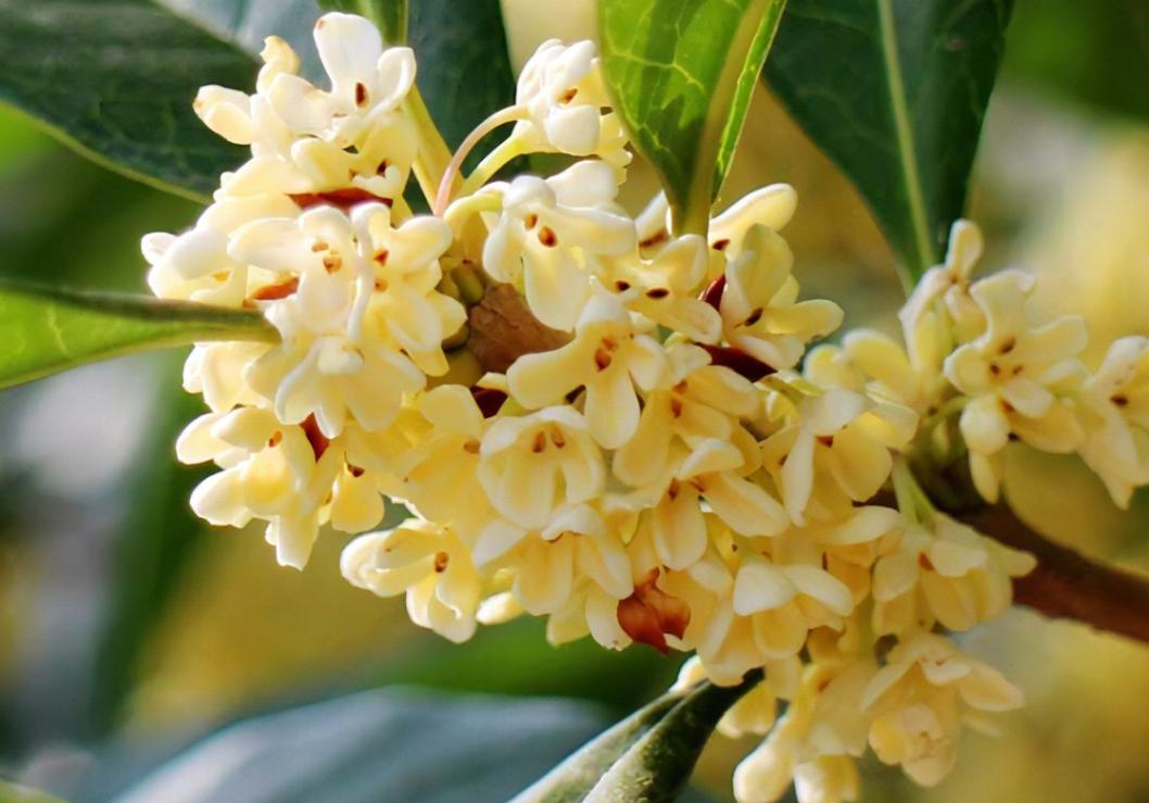 有关桂花的最经典古诗,描写桂花最经典的诗句