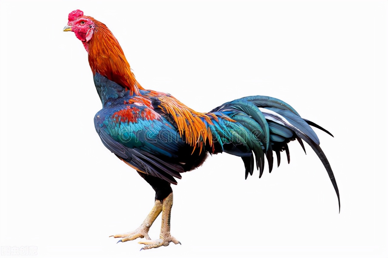 各个国家的国宝大全,世界上的各个国家的国宝