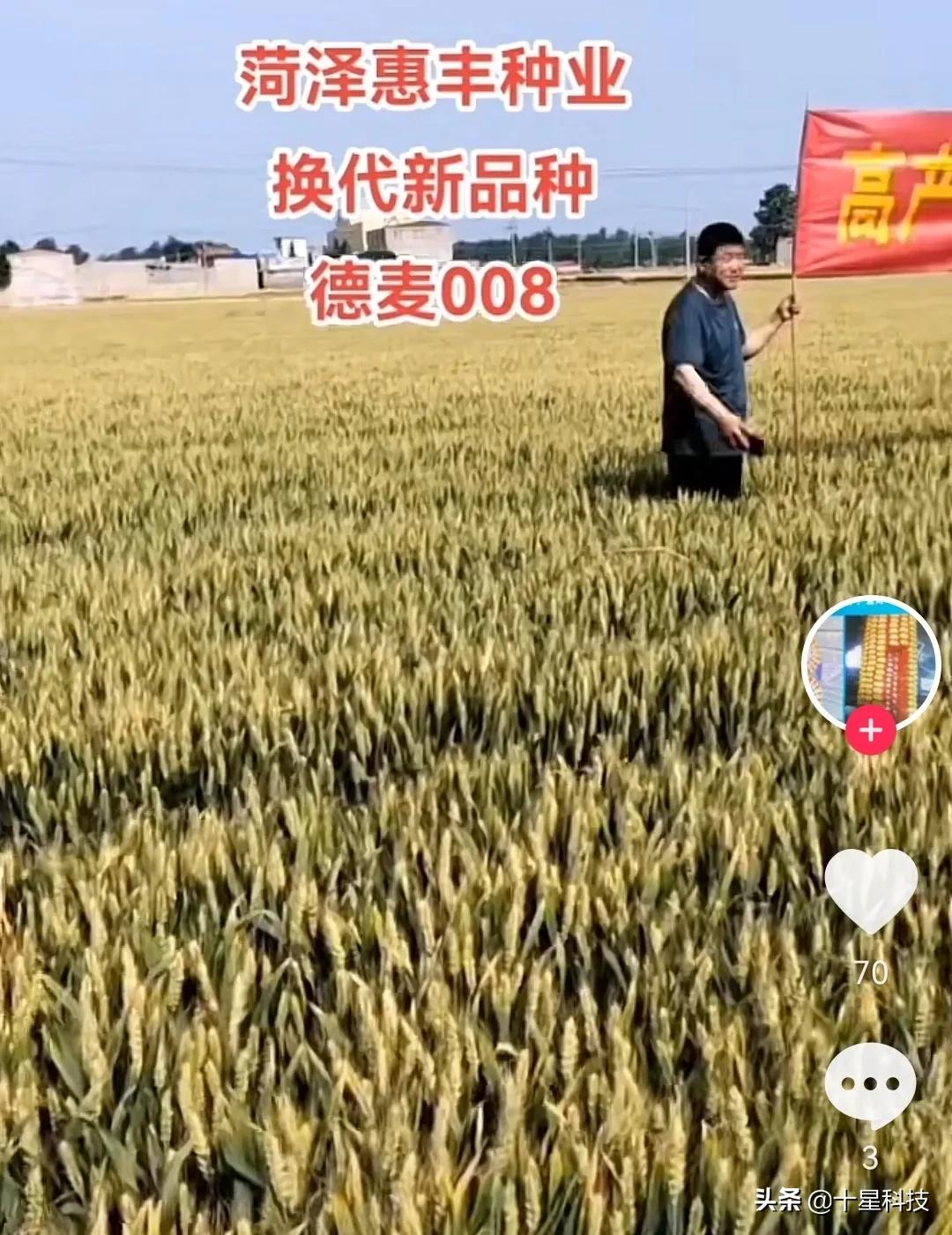 抗病能力强的河北小麦品种,德麦008小麦品种详细介绍