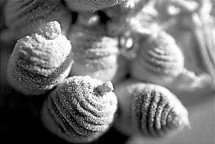 为何英国要在澳洲种仙人掌喂虫子？华丽军服的背后，落得一地鸡毛