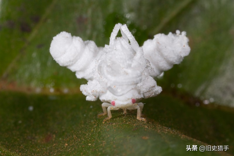 真实存在的十大奇怪动物,历史上无法解释的十大超自然动物