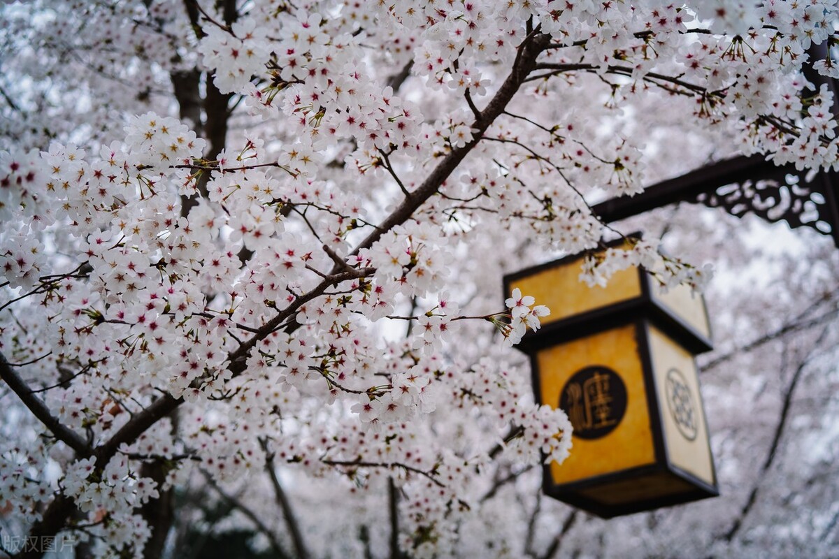 枝头烂漫，堆云叠雪，万顷开无际——樱花，岁岁花开树树春