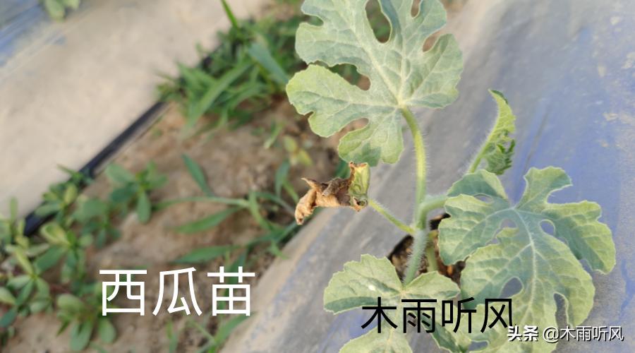 西瓜苗发黄而且不长是什么原因,西瓜苗第一片真叶发黄是什么病