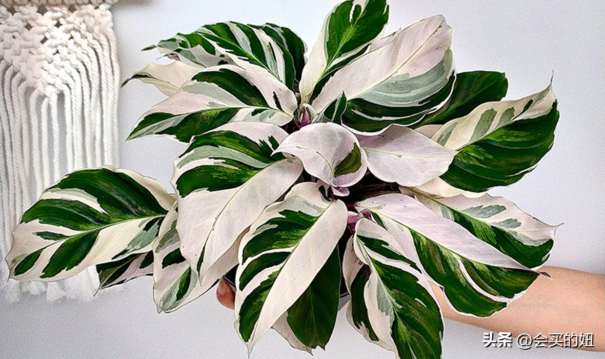 好看的绿植店铺推荐,招财又好养的店铺绿植