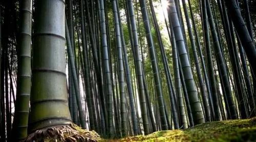 钟南山为何2次放弃国家队的邀请？他又为何与人决斗？