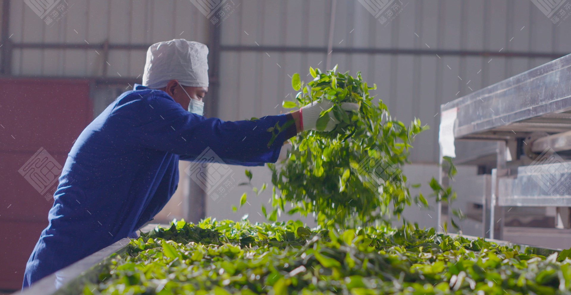 福海班章茶怎么样,2018年福海班章有机茶