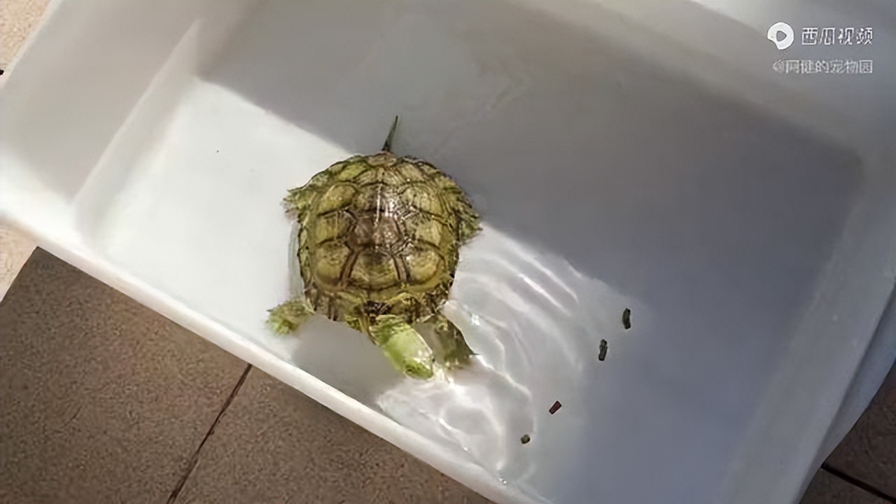 乌龟水怎么去臭,乌龟缸的水两天就很浑浊很臭