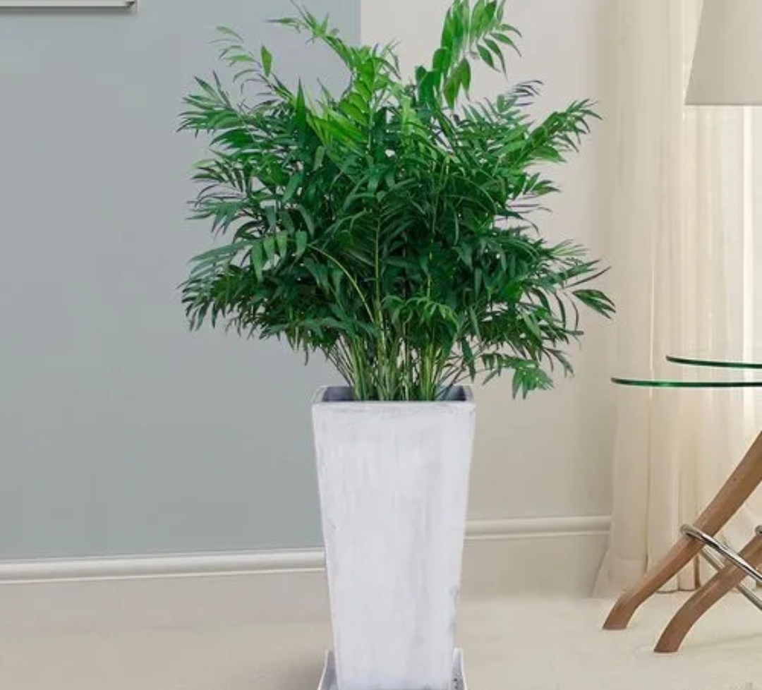 客厅养哪种发财树好,客厅养什么吉祥树最好