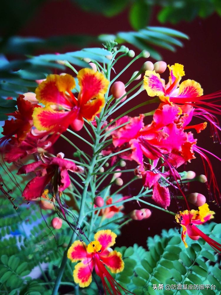 从发芽到开花的乐趣,从种子到果实成熟的感悟