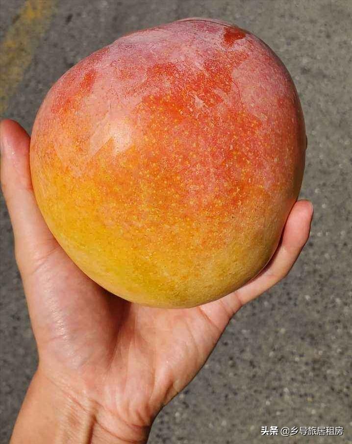 在三亚买芒果攻略,三亚旅游买芒果