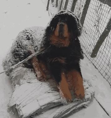 中华田园犬的血统是狗中最高贵的,中华田园犬五大名狗品种