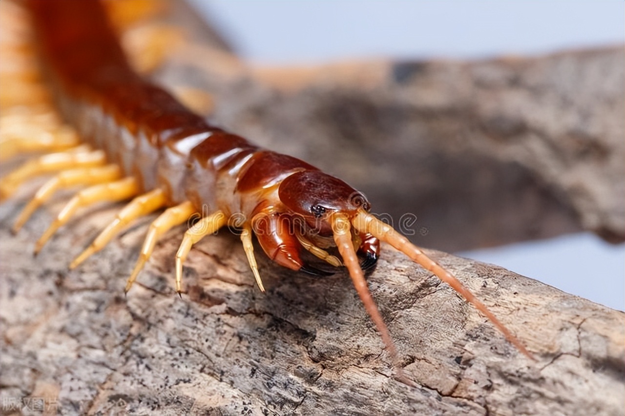 房间里有蜈蚣怎么灭,房间内驱除蜈蚣最有效方法