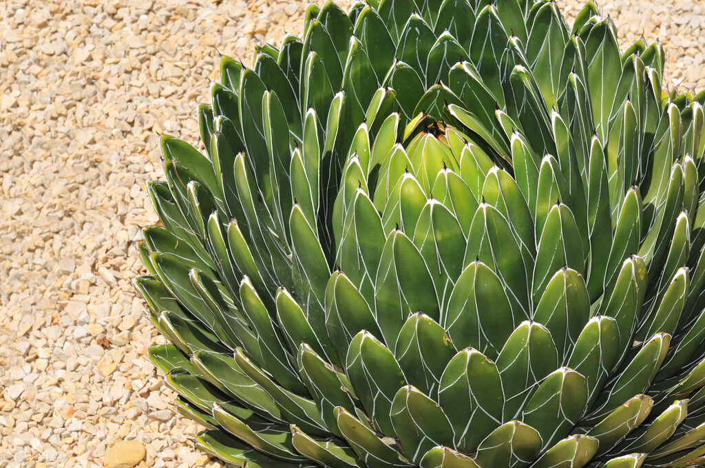 《中国大百科全书（第2版）》读书笔记01938-巴西