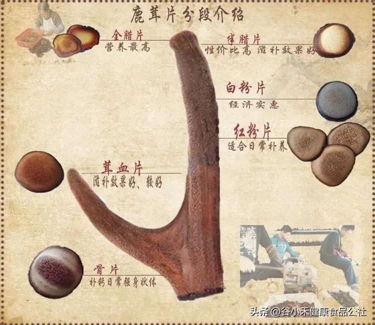 怎么挑选新鲜梅花鹿茸,梅花鹿鲜鹿茸怎么挑选和保存